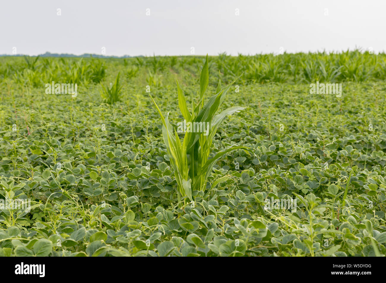 Field of growing corn hires stock photography and images Alamy