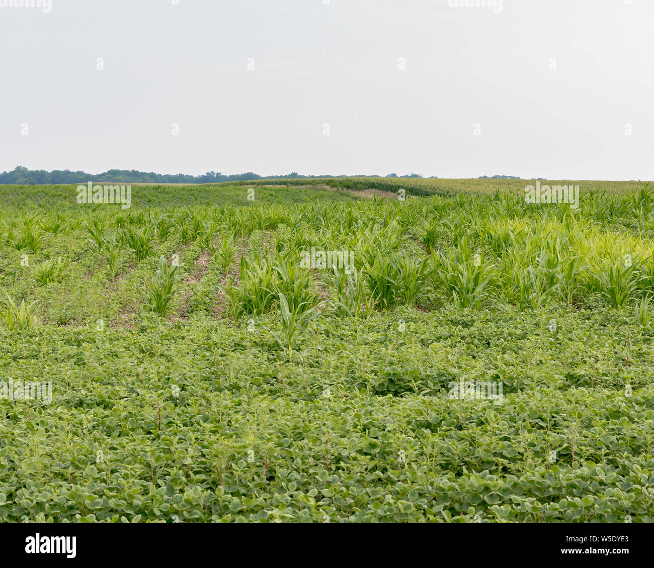 Field of growing corn hires stock photography and images Alamy