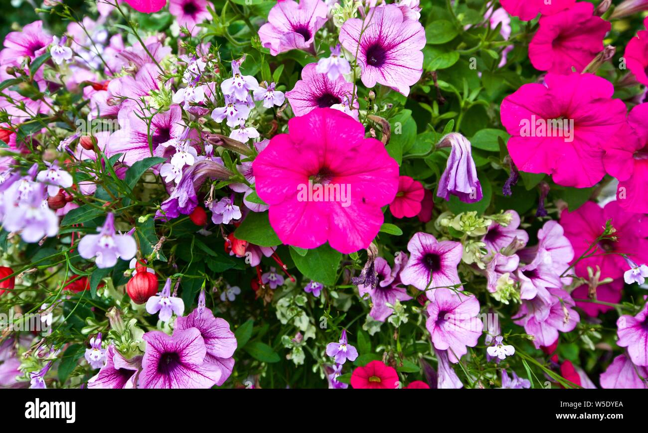 Beautiful Fuchsia Petunias Hi-res Stock Photography And Images - Alamy