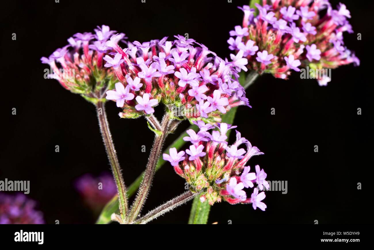 Verbena bonariensis also known as purpletop vervain or clustertop vervain Stock Photo Alamy