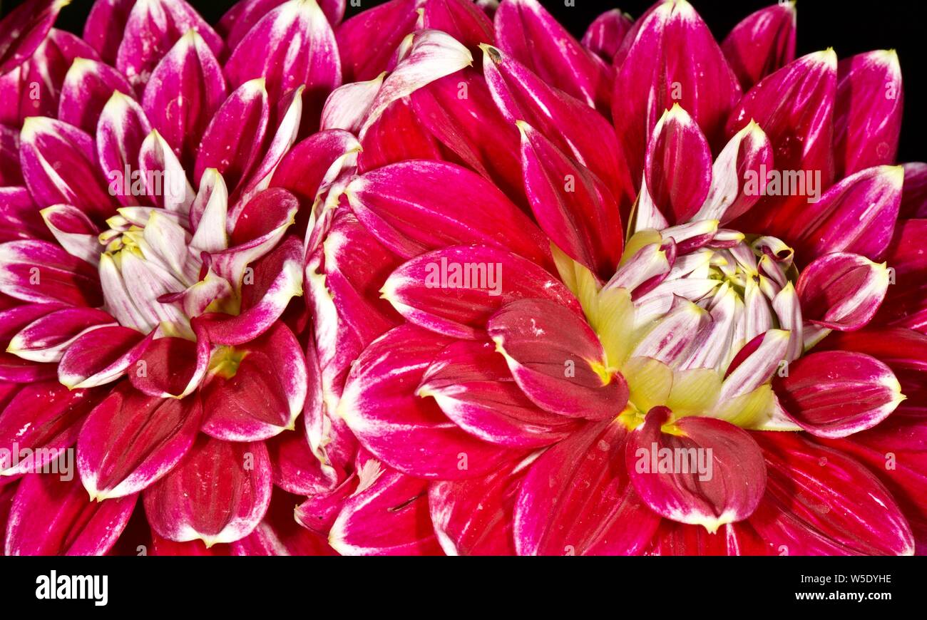 Decorative dahlias hi-res stock photography and images - Alamy
