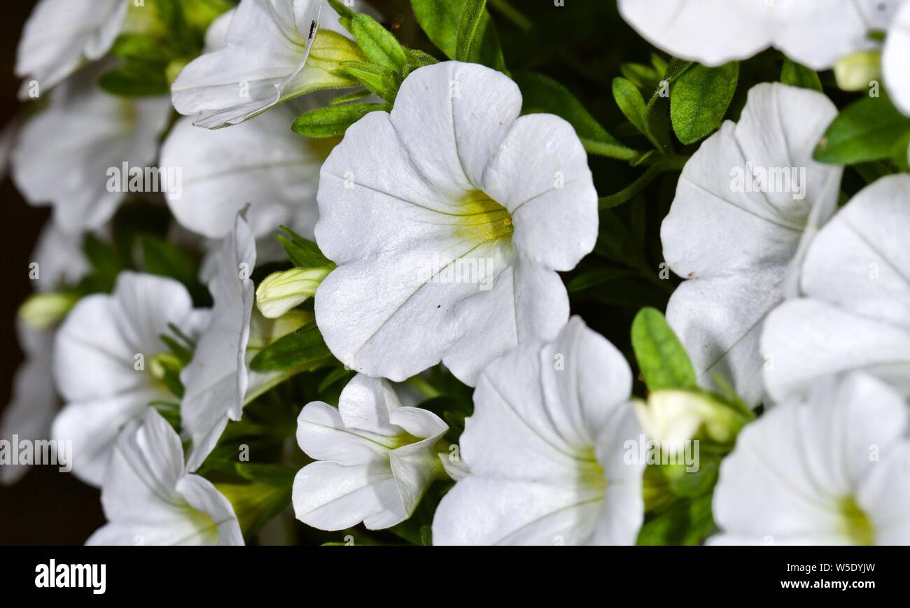 Calibrachoa hybrid Callie 'White' Stock Photo