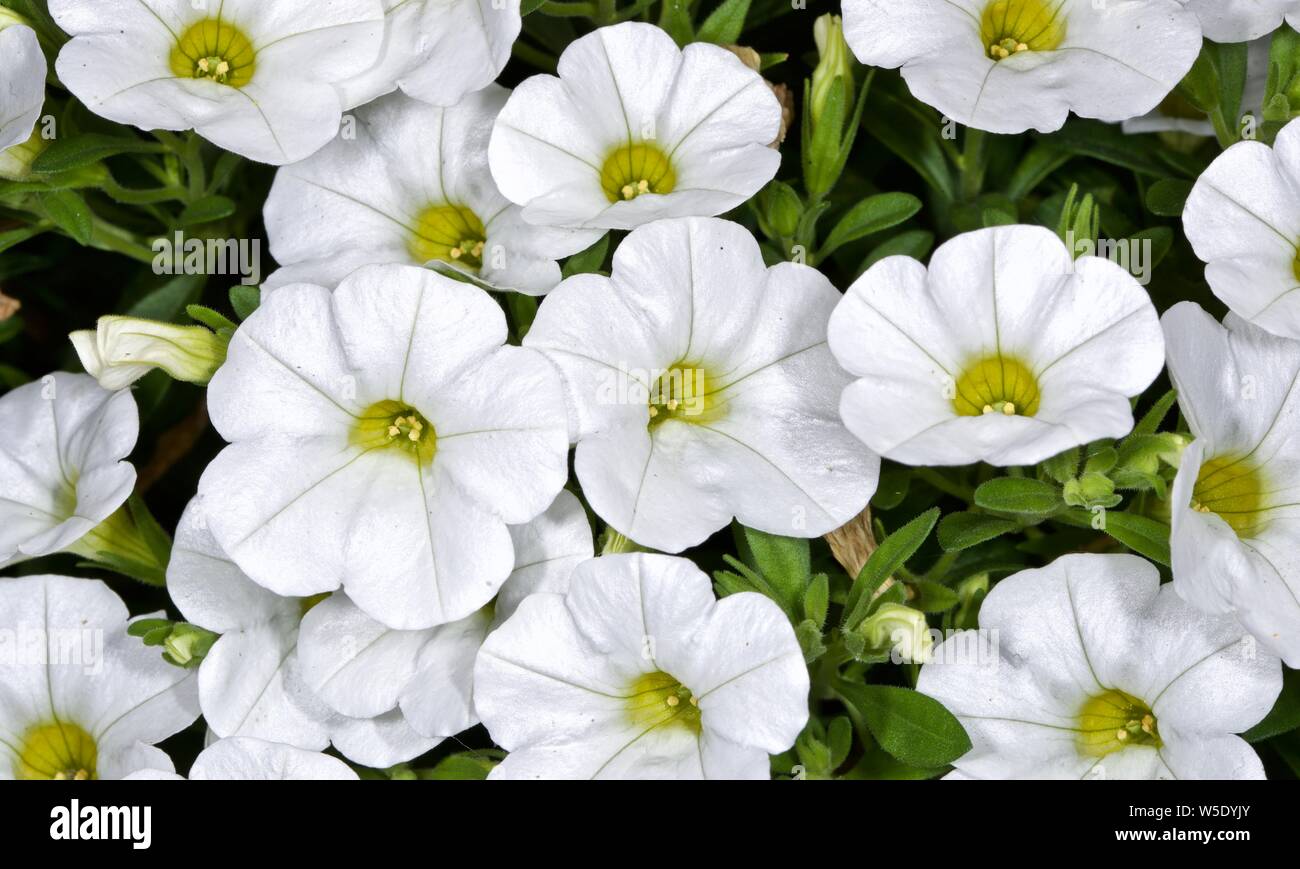 Calibrachoa hybrid Callie 'White' Stock Photo
