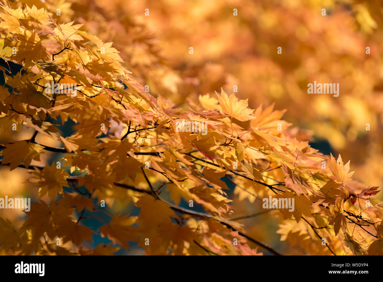 Red leave of maple tree for autumn fall background Stock Photo - Alamy