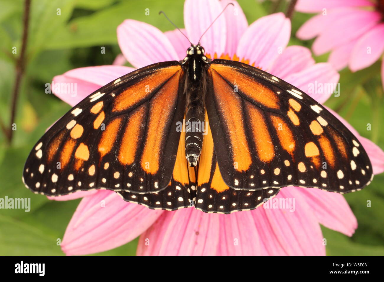 Female monarch butterfly perched on an purple coneflower. Stock Photo