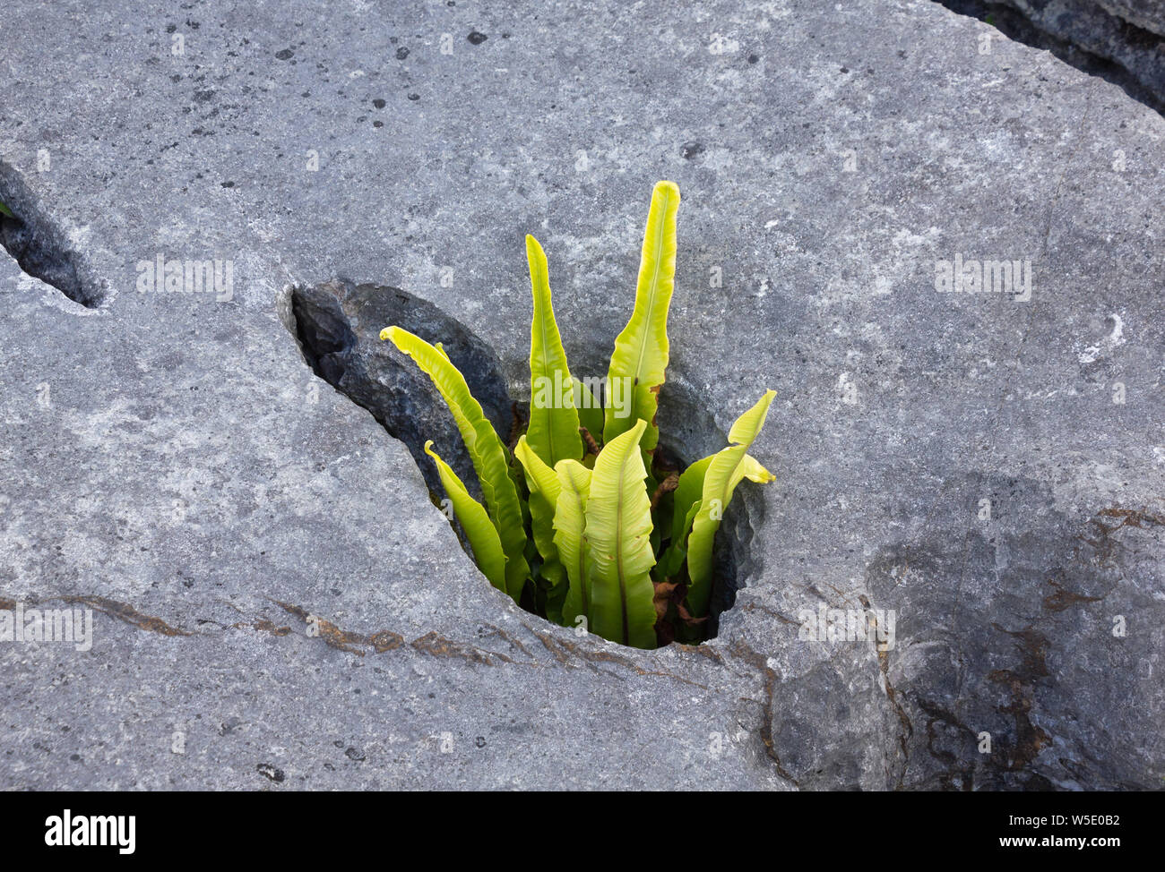 Plants growing in fissures in a limestone pavement Stock Photo Alamy