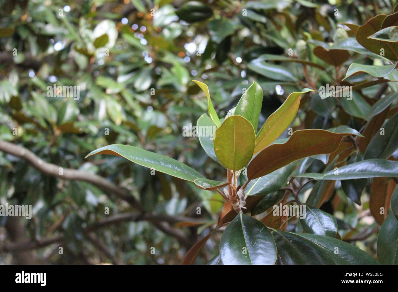Ficus elastica, rubber plant tree, growing in the park, rubber fig