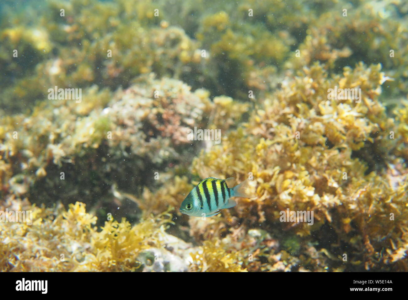 Single Sergeant Major damsel fish (Abudefduf saxatilis) nibbling on sea weed and plants, Shoal Bay East, Anguilla, BWI. Stock Photo