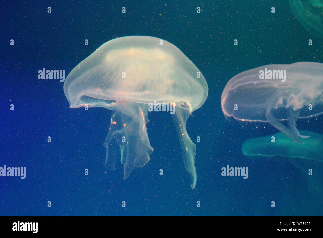 Large jellyfish in blue, clear sea water Stock Photo - Alamy