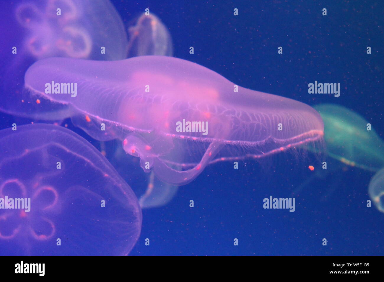 Large jellyfish in blue, clear sea water Stock Photo - Alamy