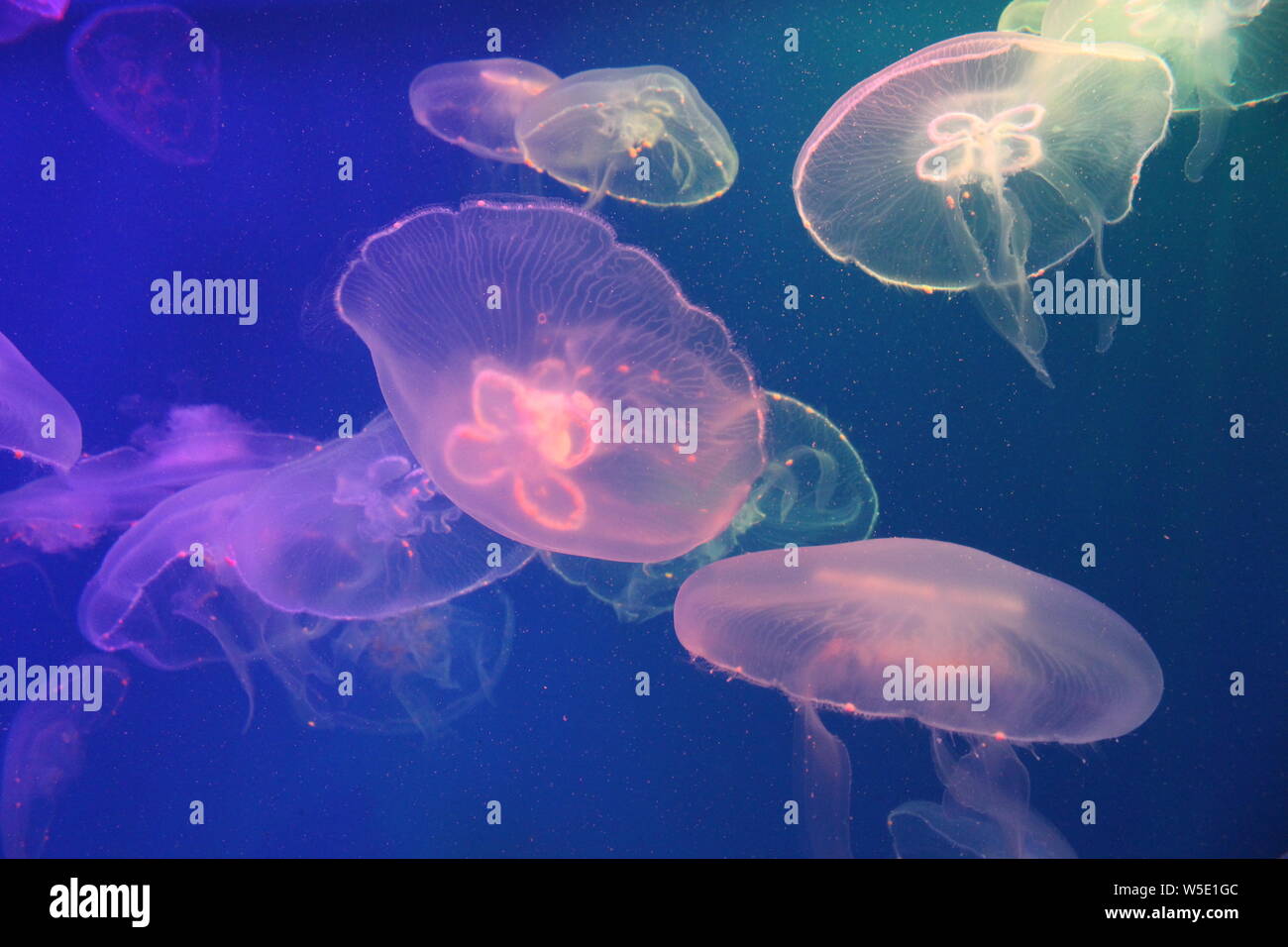 Large jellyfish in blue, clear sea water Stock Photo - Alamy