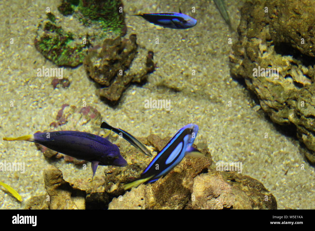 Large flock different species hi-res stock photography and images - Alamy