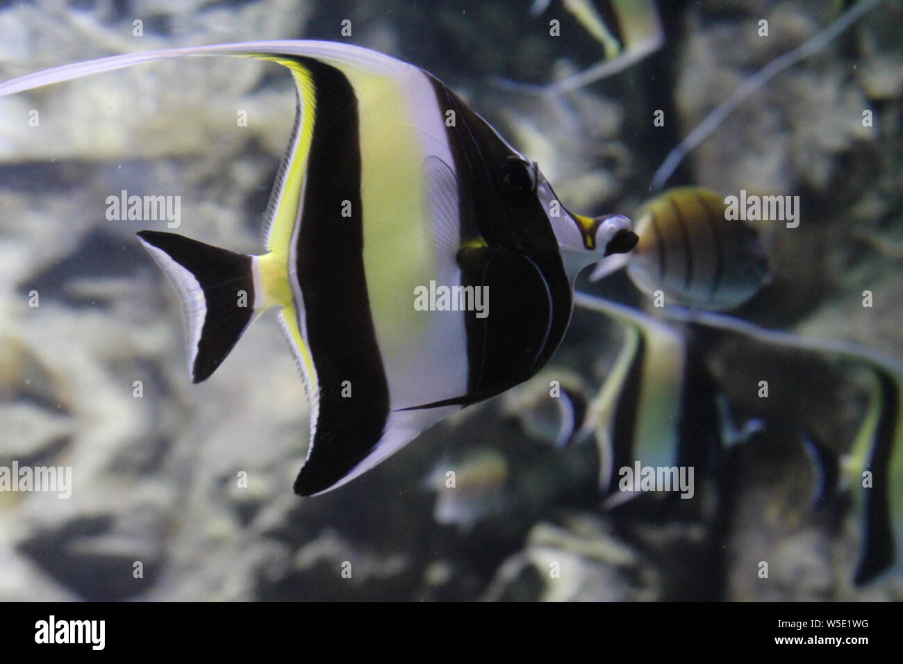 Fish striped angelfish in the water of the aquarium. Stock Photo