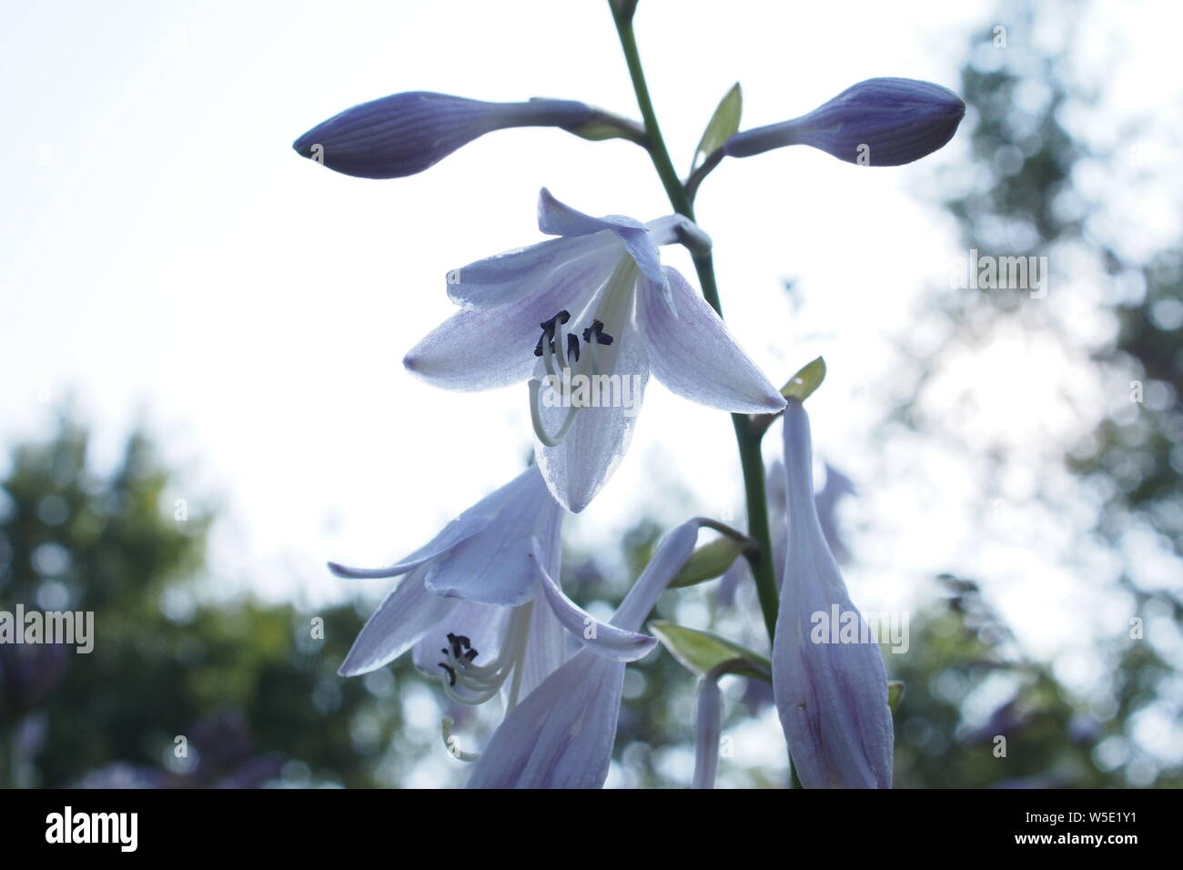 White tinged with purple flower and buds of a Natal lily (Crinum moorei). Stock Photo