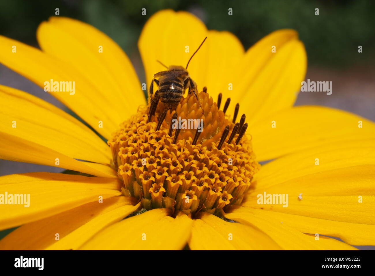 Honey bee (Apis mellifera) collecting pollen from a Heartleaf Arnica (Arnica cordifolia), Ottawa, Ontario, Canada. Stock Photo