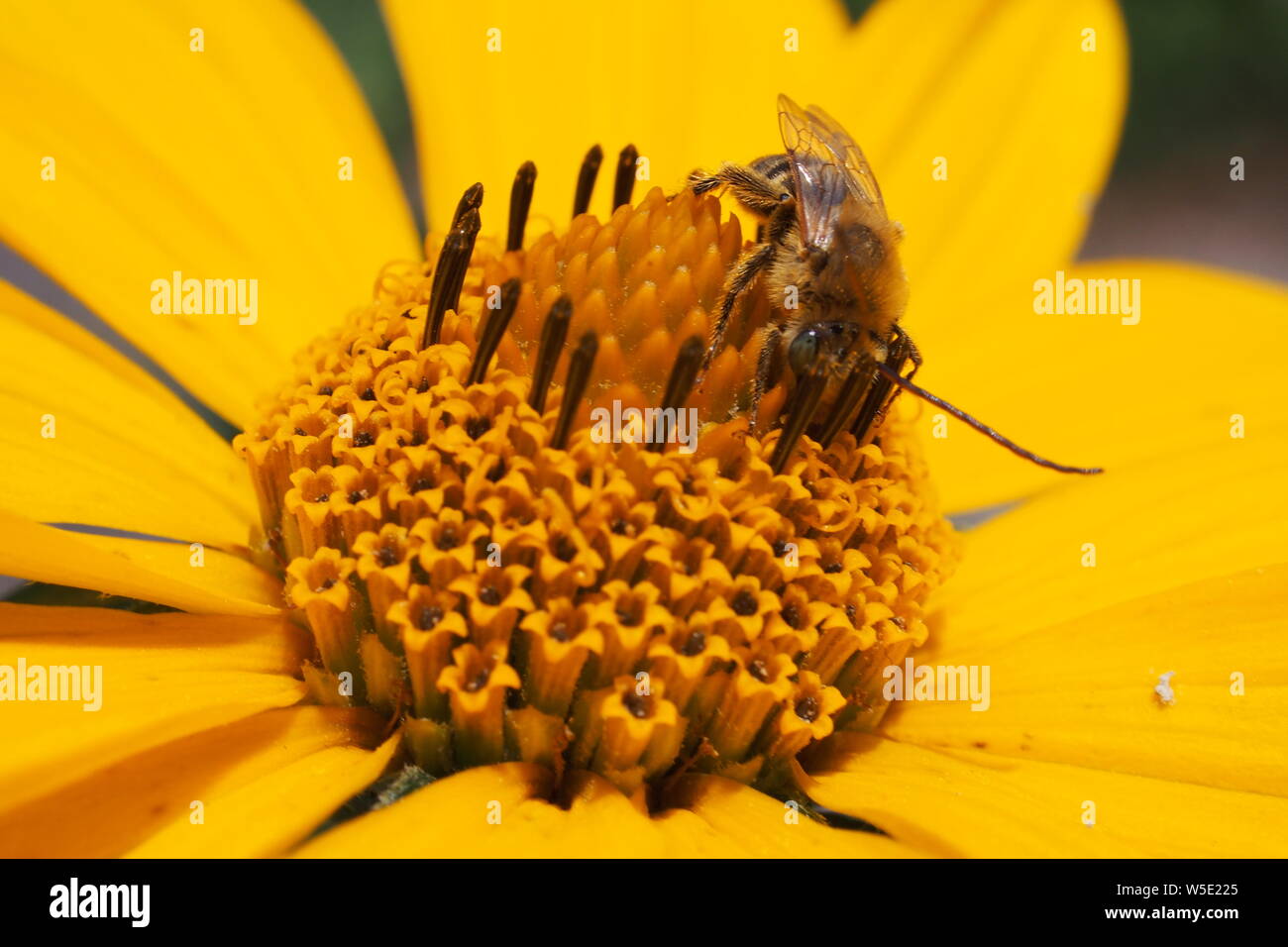 Honey bee (Apis mellifera) collecting pollen from a Heartleaf Arnica (Arnica cordifolia), Ottawa, Ontario, Canada. Stock Photo