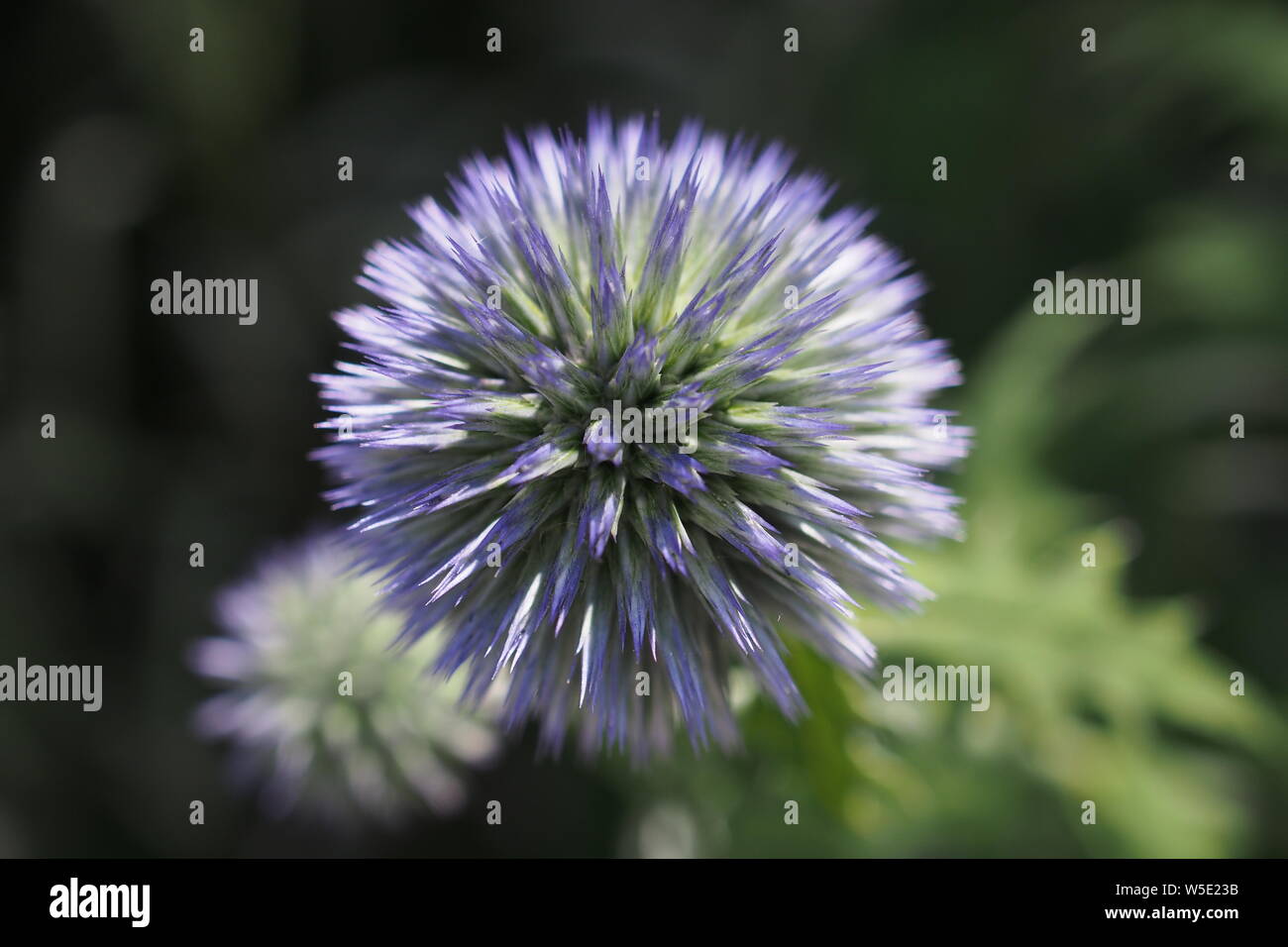 Globe Thistle (Echinops bannaticus 'Taplow Blue' ) blossom. Close up shot (macro) showing the ball before the smaller flowers unfurl. Stock Photo