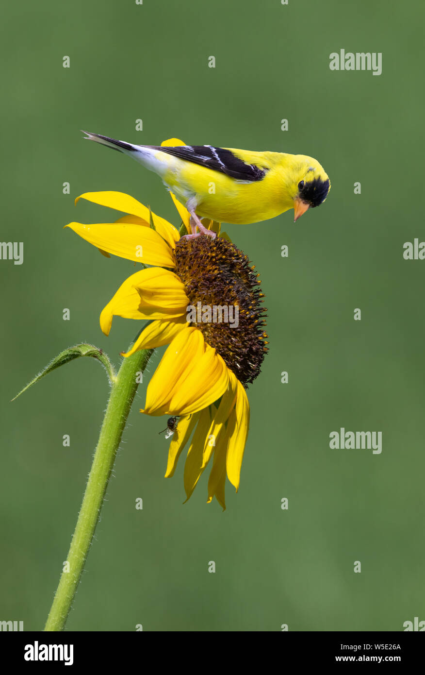 goldfinch sunflower