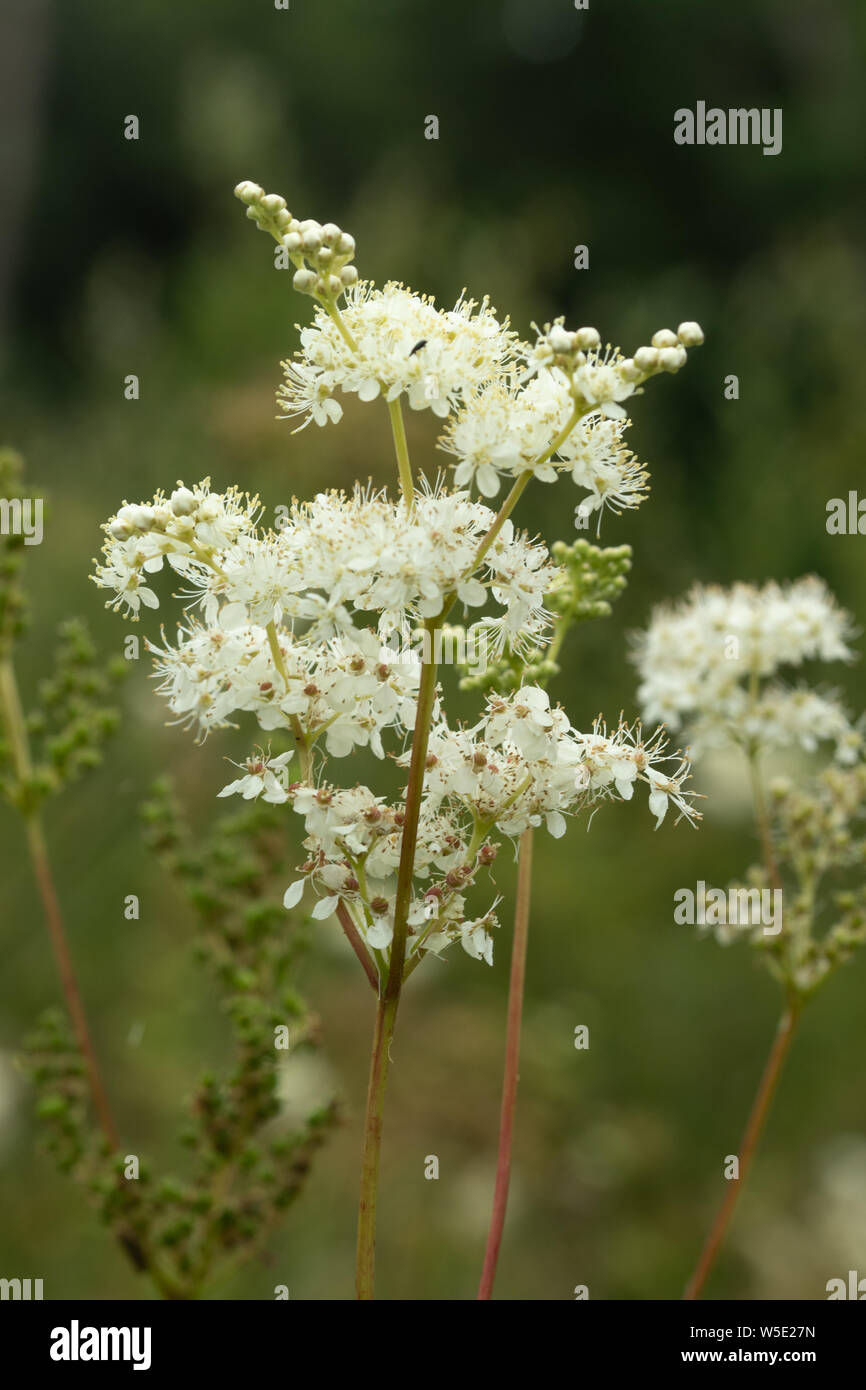 Meadowsweet or mead wort (Filipendula ulmaria), a perennial herb in the family Rosaceae, growing in a damp meadow during July or summer, UK Stock Photo