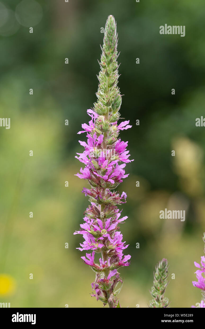 Purple loosestrife (Lythrum salicaria), summer wildflower growing beside a river, UK Stock Photo