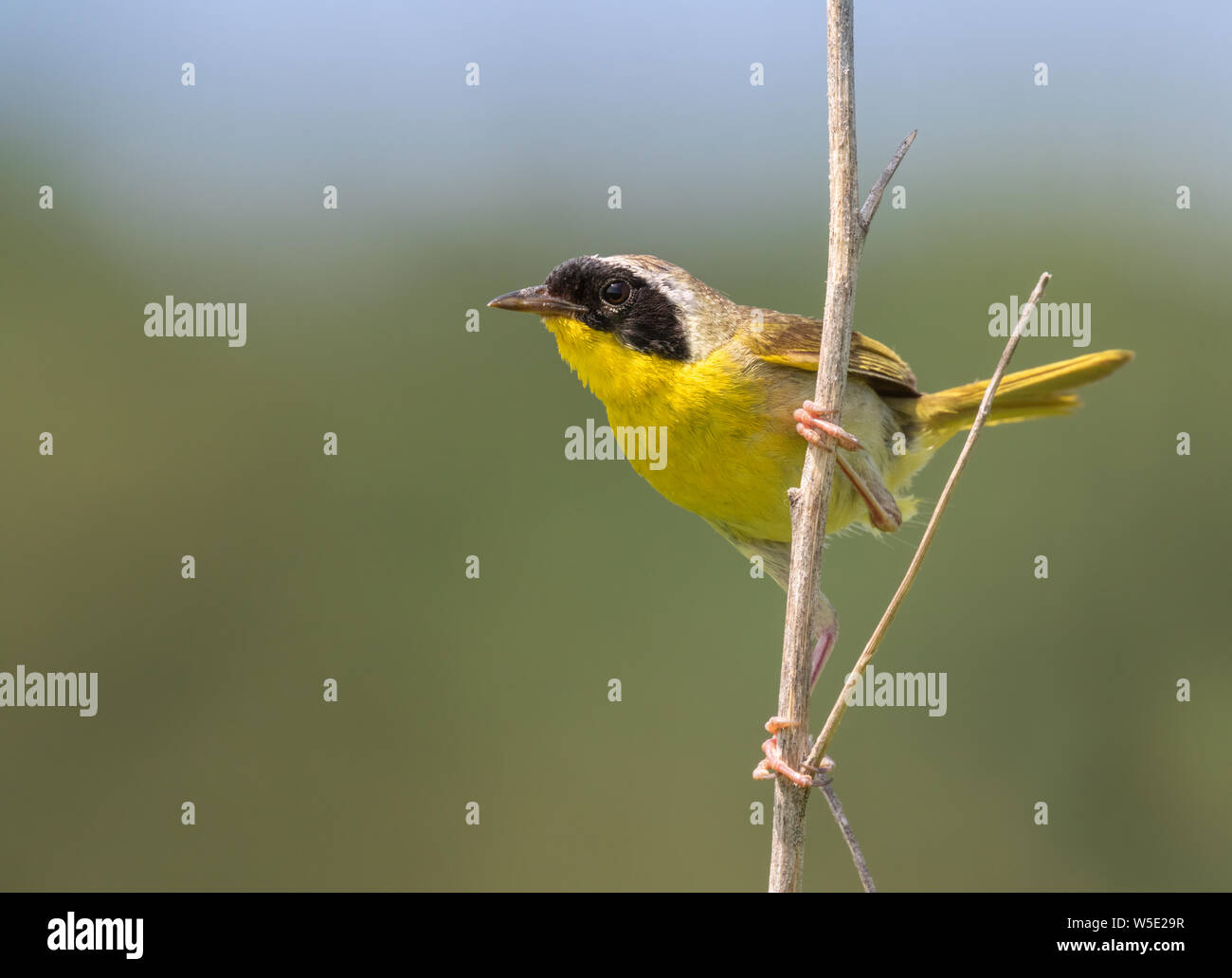 Common yellowthroat (Geothlypis trichas) male in prairie, Iowa, USA. Stock Photo