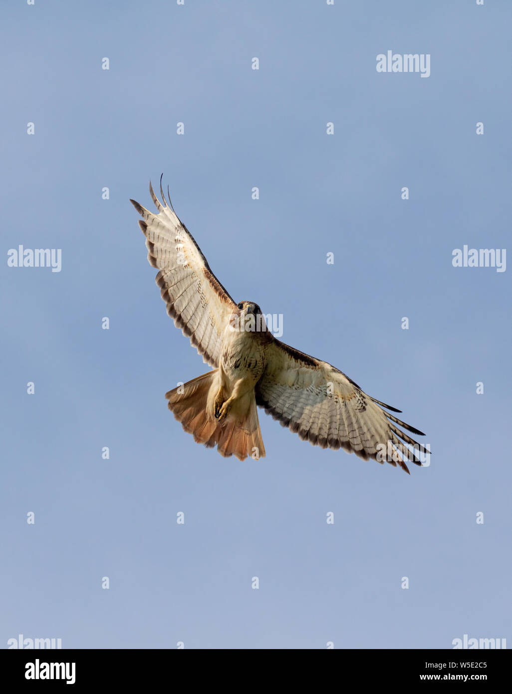 Red-tailed Hawk (Buteo jamaicensis), light morph, flying in blue sky, Iowa, USA. Stock Photo