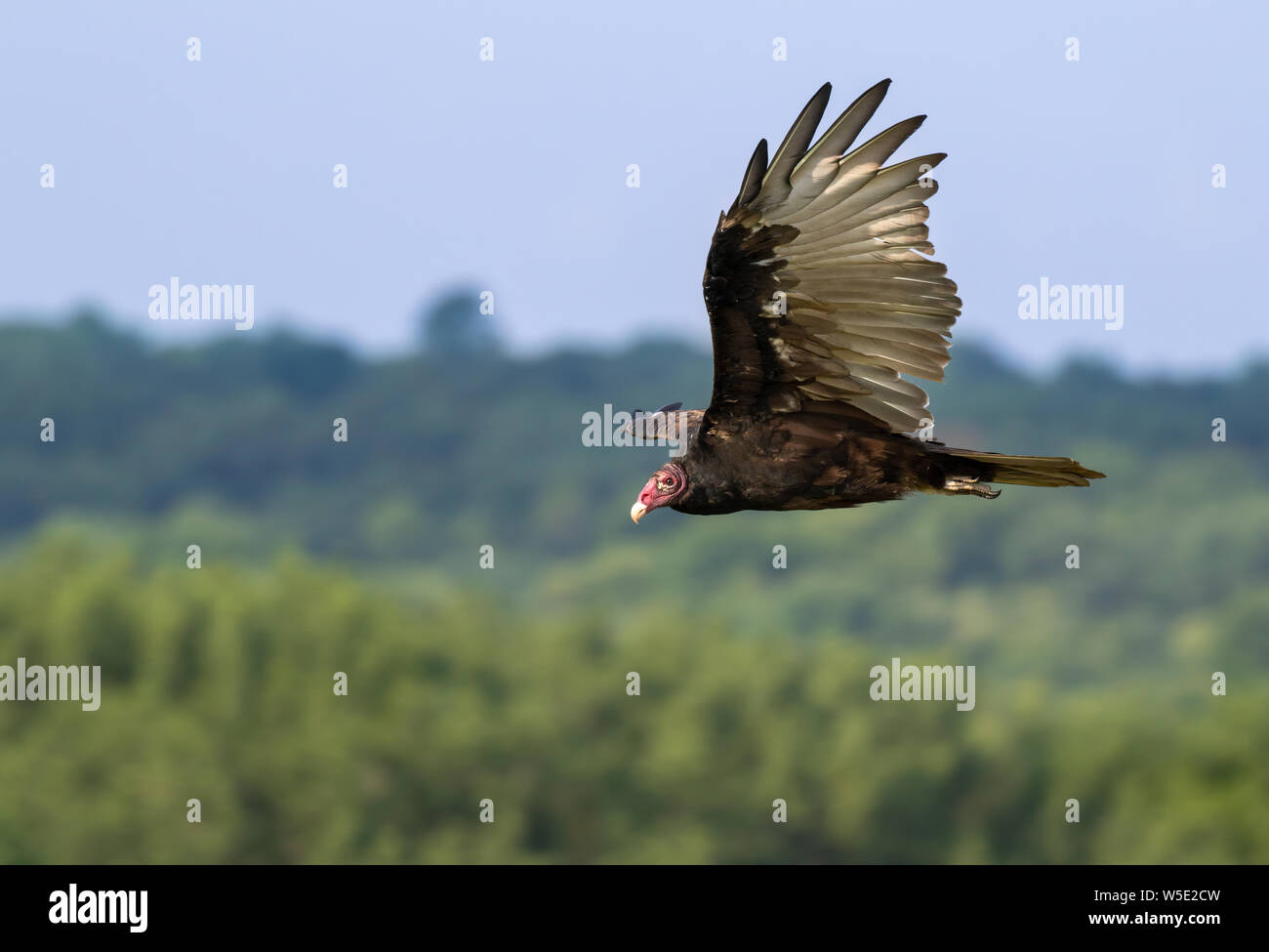 Aura hires stock photography and images Alamy