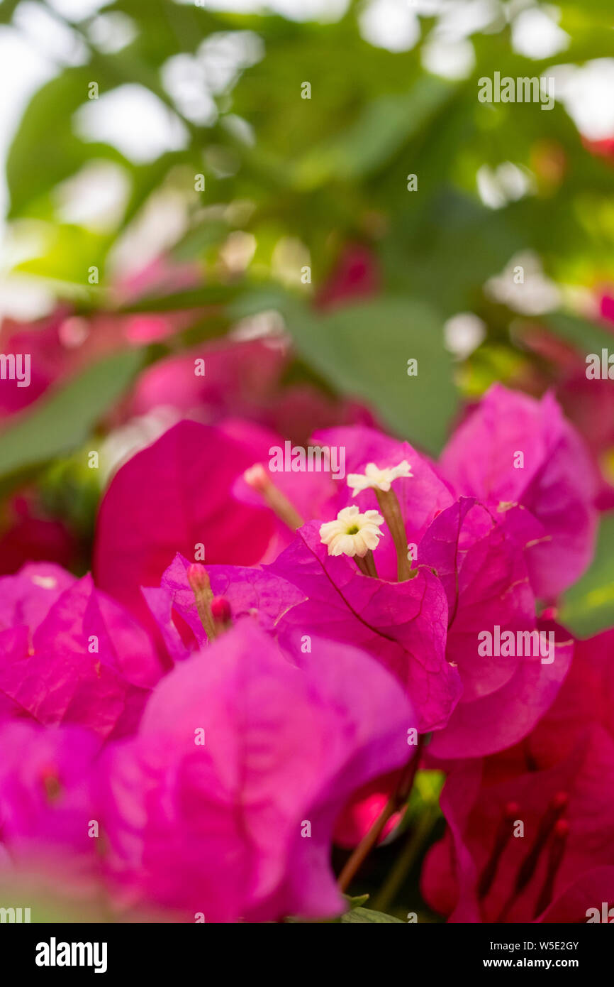 White bougainvillea flowers surrounded by pink bracts Stock Photo