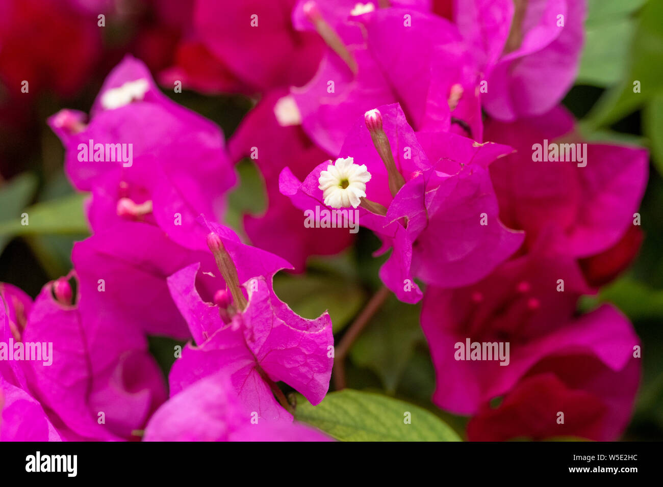 Bougainvillea flower puts its head out of a mass of pink bracts Stock Photo