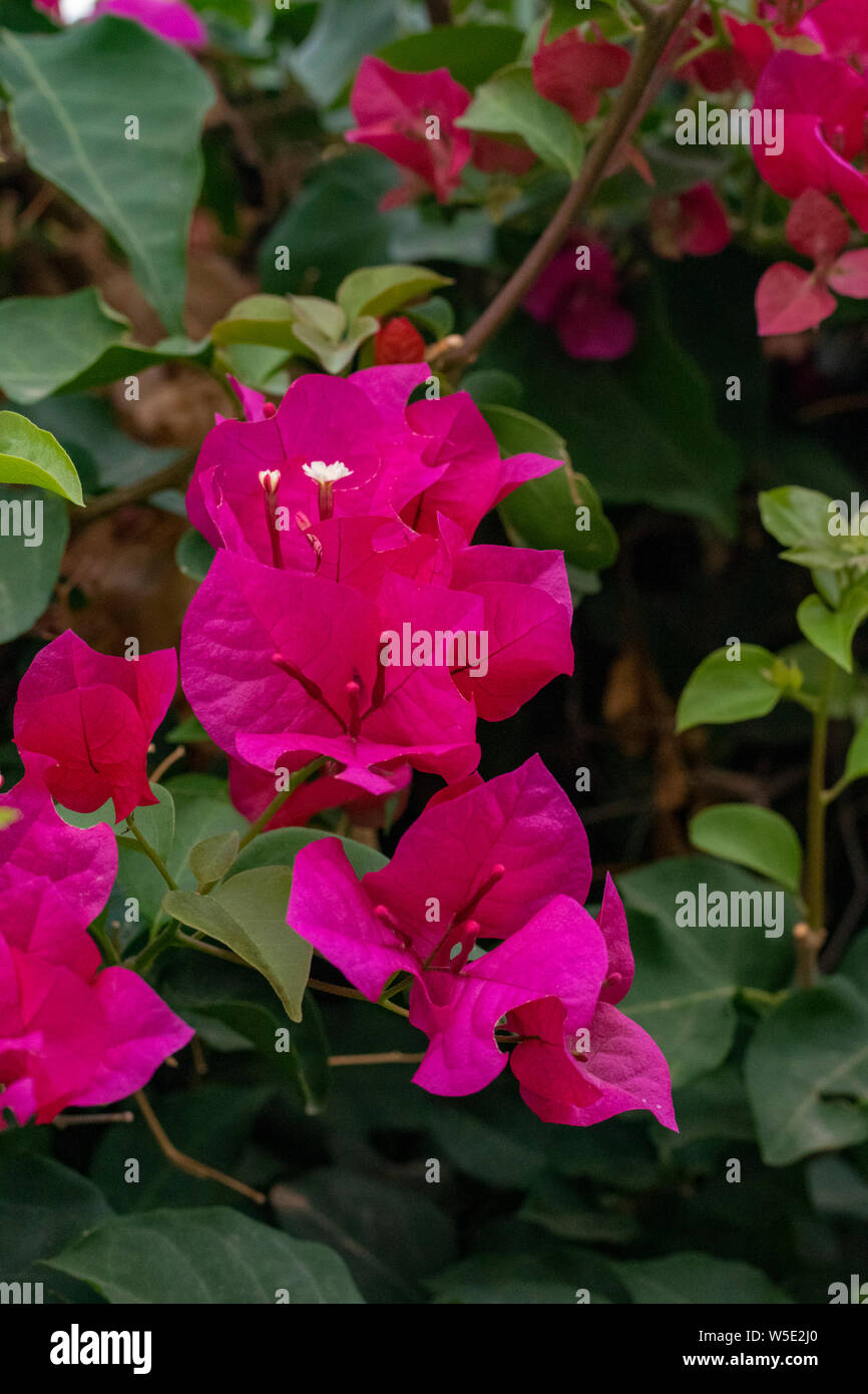 bougainvillea flowers in close up Stock Photo