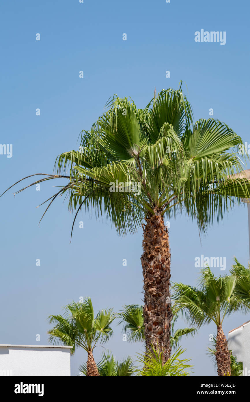 Palms against blue sky. Summer  in rhe Mediterranean Stock Photo