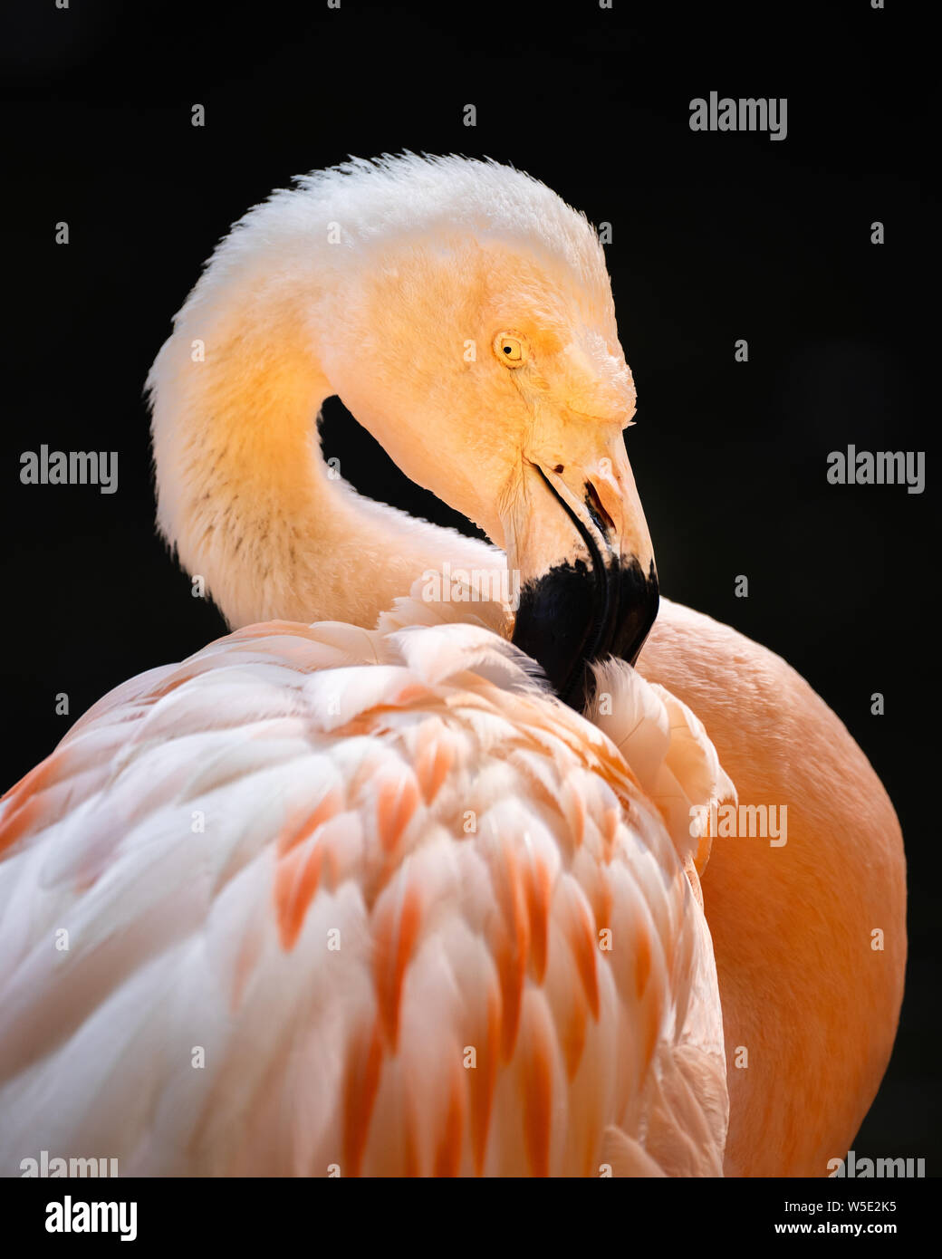 images P Alamy and hi-res stock photography - ruber