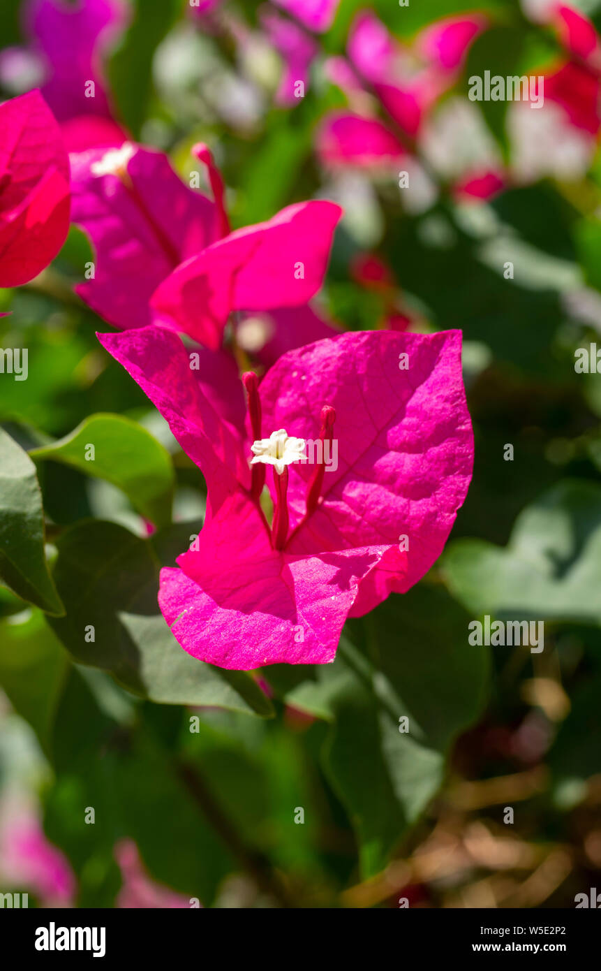 Bougainvillea flower in close up Stock Photo