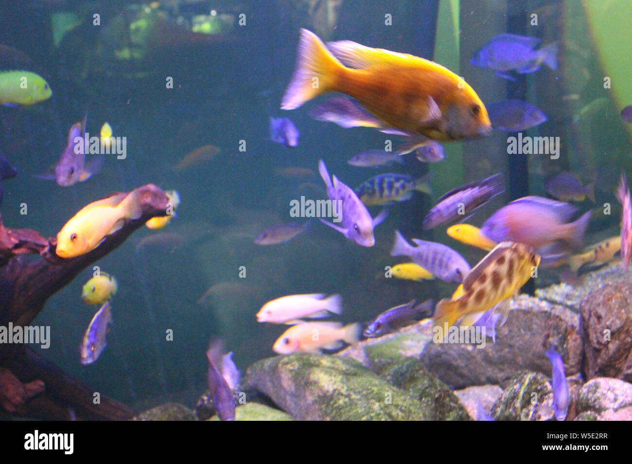 A flock of fish, different species and colors Stock Photo - Alamy
