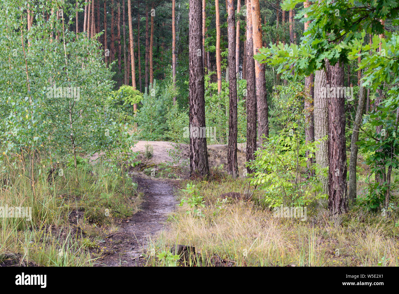 footpath in summer forest in Poland Stock Photo