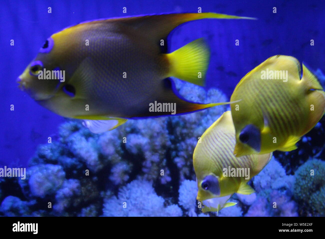 A flock of fish, different species and colors Stock Photo - Alamy