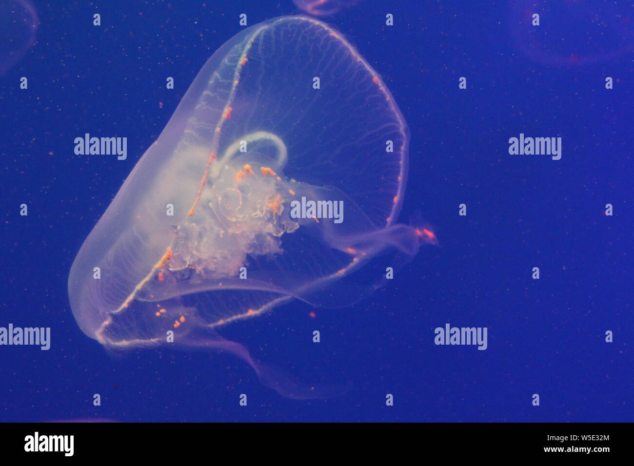 Large jellyfish in blue, clear sea water Stock Photo - Alamy