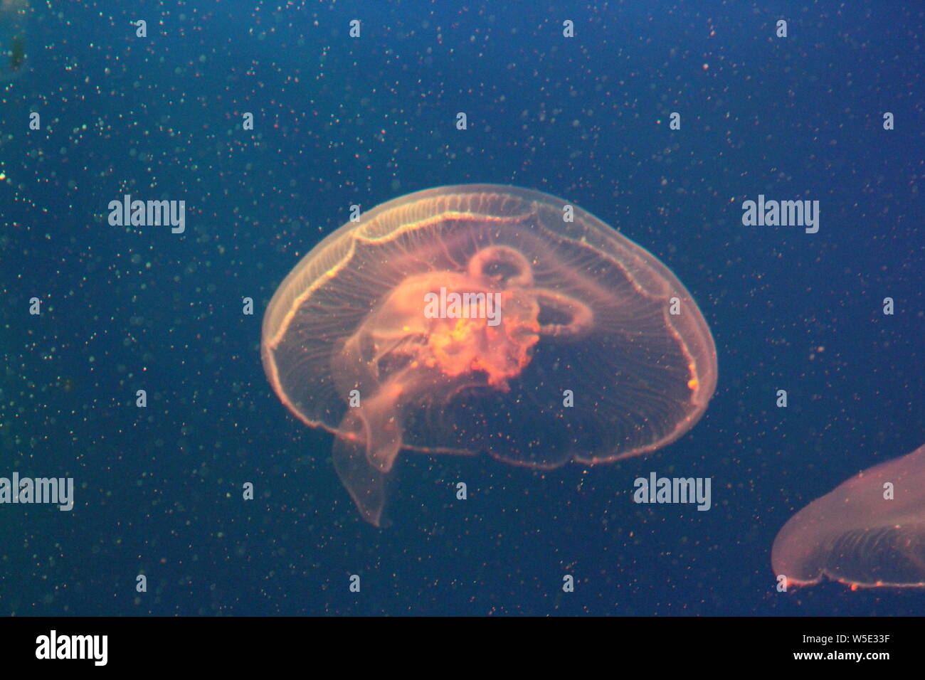 Large jellyfish in blue, clear sea water Stock Photo - Alamy