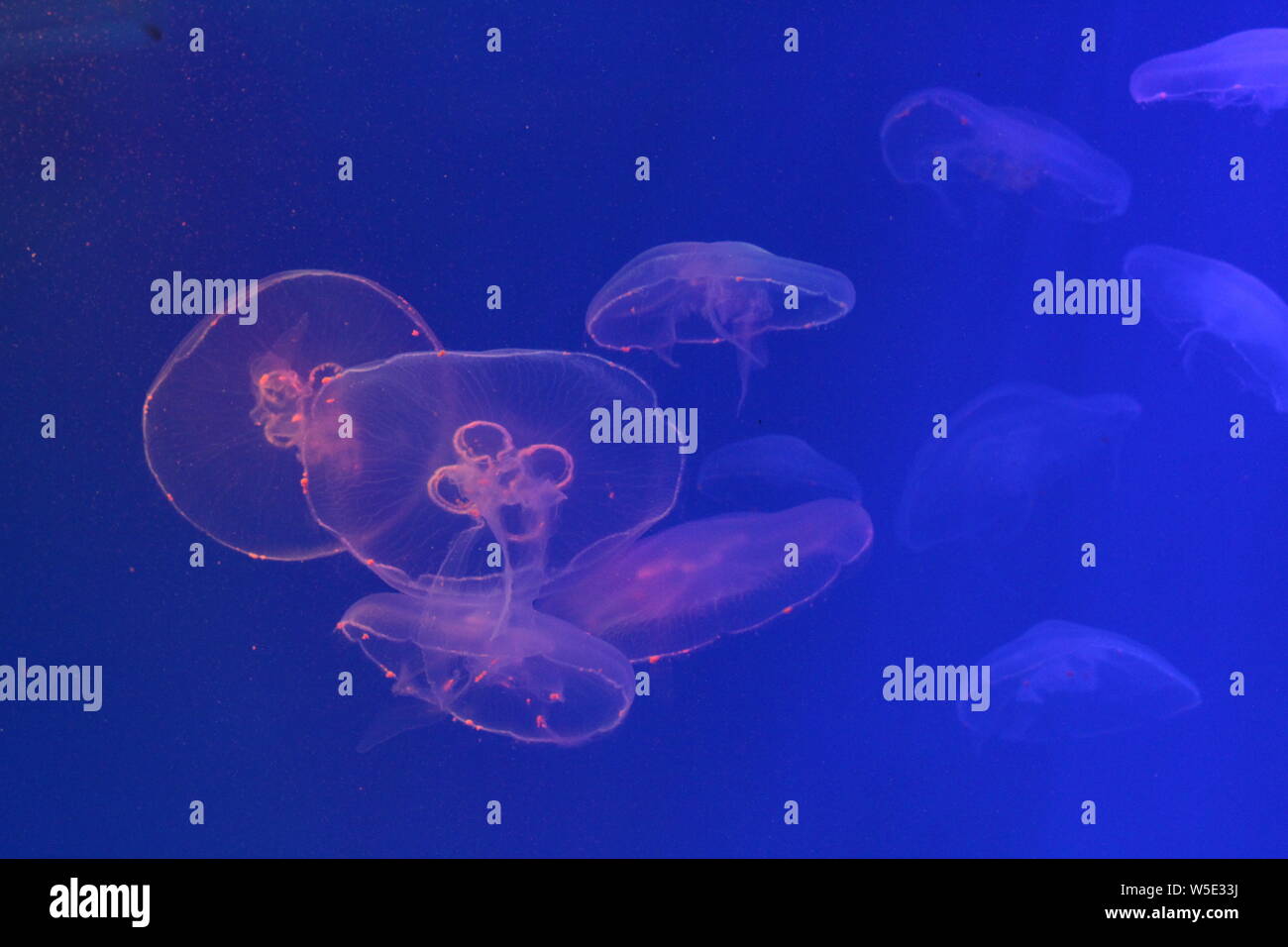 Large jellyfish in blue, clear sea water Stock Photo - Alamy