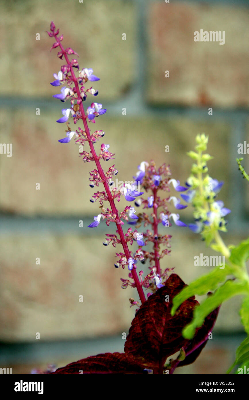talk purple flowers stalk of coleus ornamental plant Stock Photo Alamy