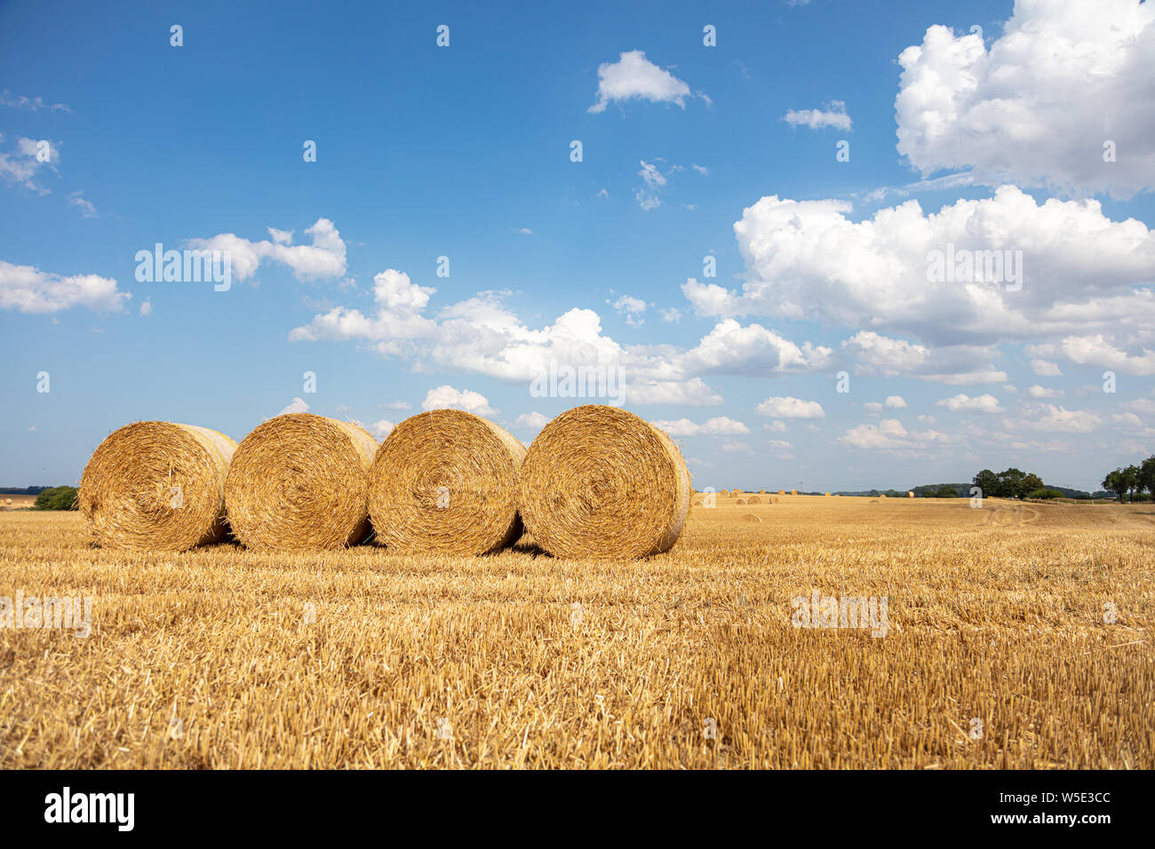 Round bales of straw on stubble field after grain harvest hi-res stock ...