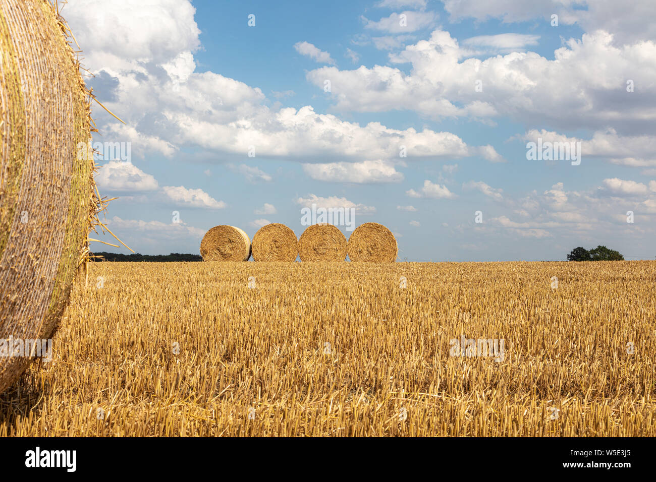 Round bales of straw on stubble field after grain harvest hi-res stock ...