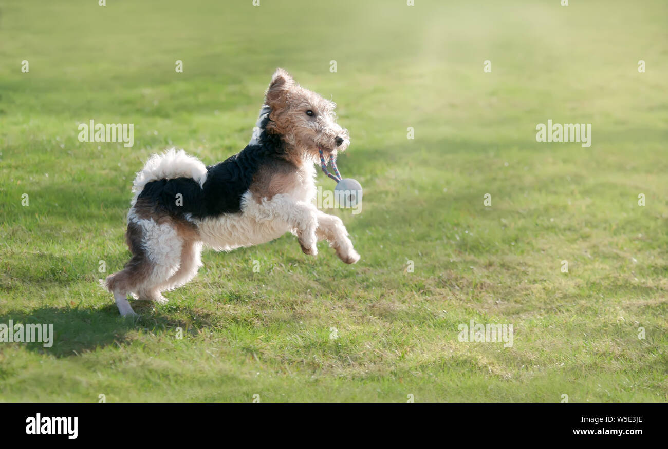 toy wire fox terrier