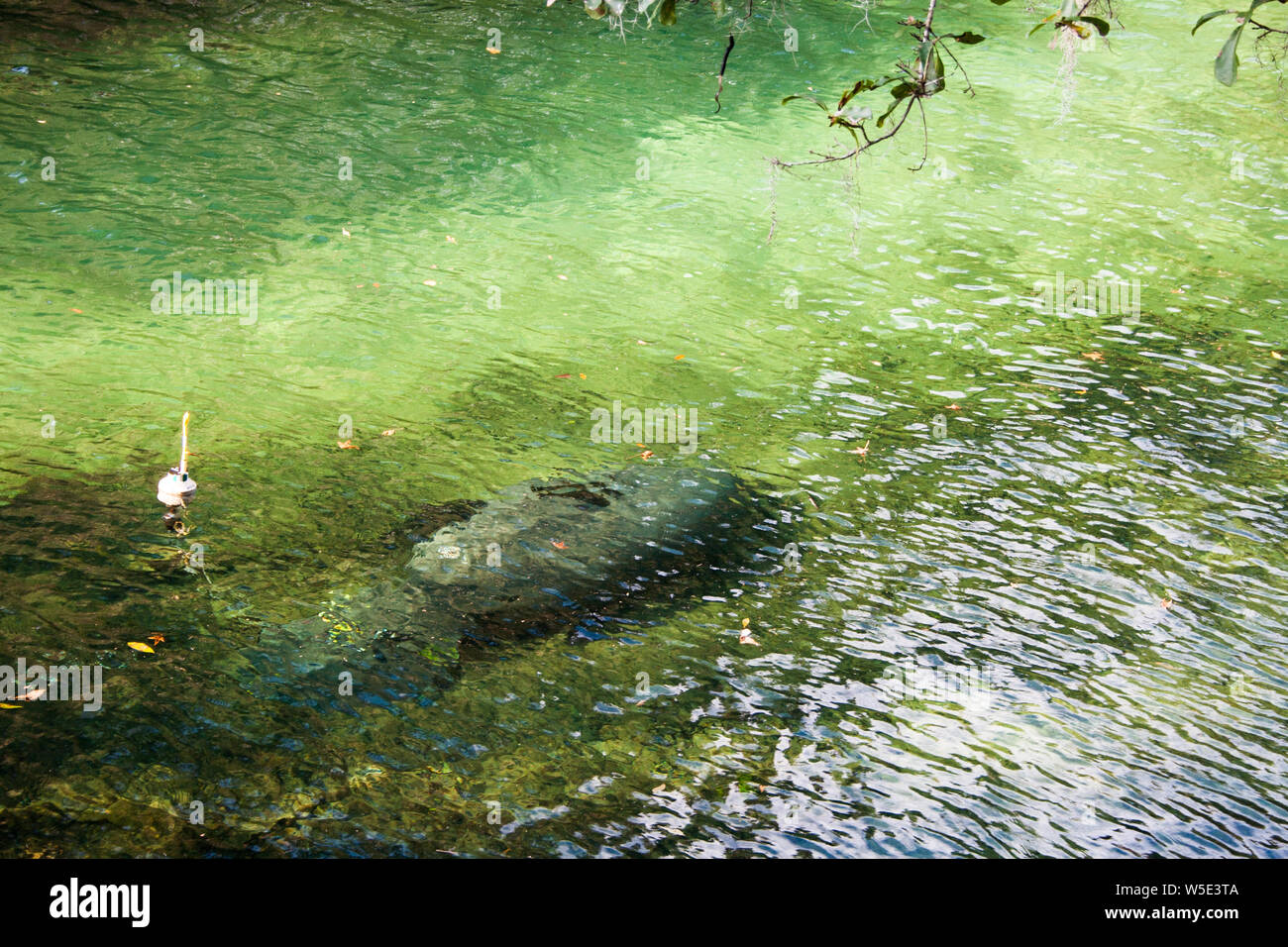 Manatees, Blue Springs State Park, Florida Stock Photo - Alamy