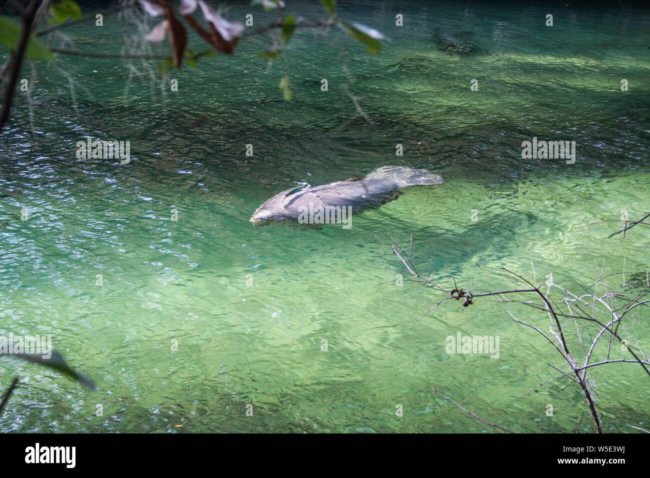 Manatees, Blue Springs State Park, Florida Stock Photo - Alamy