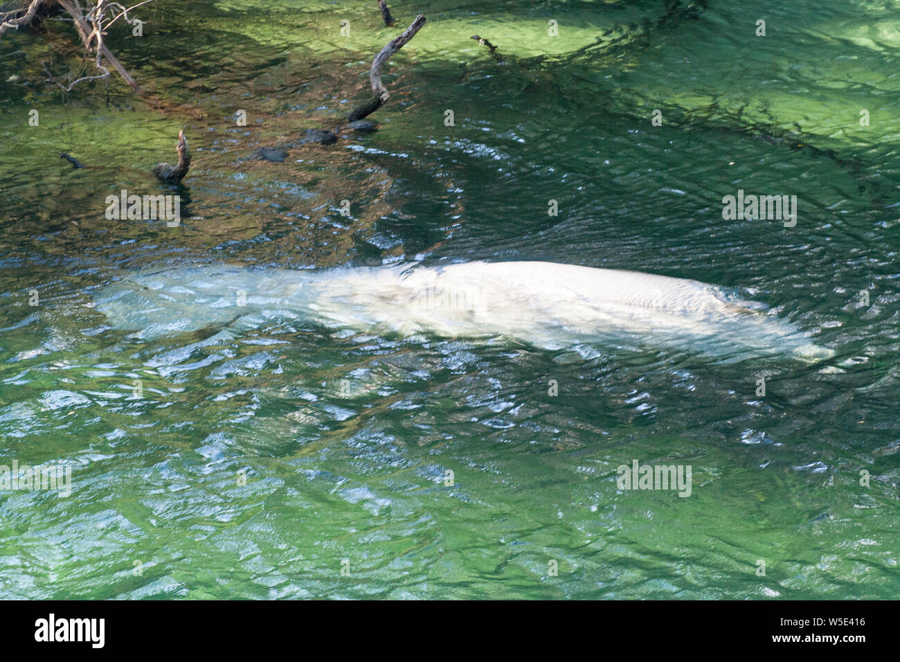 Manatees, Blue Springs State Park, Florida Stock Photo - Alamy