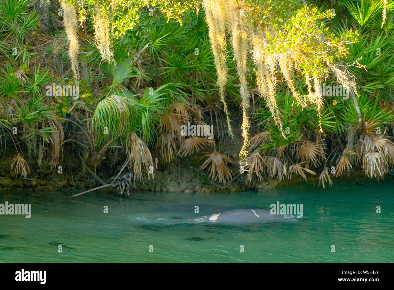 Manatees, Blue Springs State Park, Florida Stock Photo Alamy