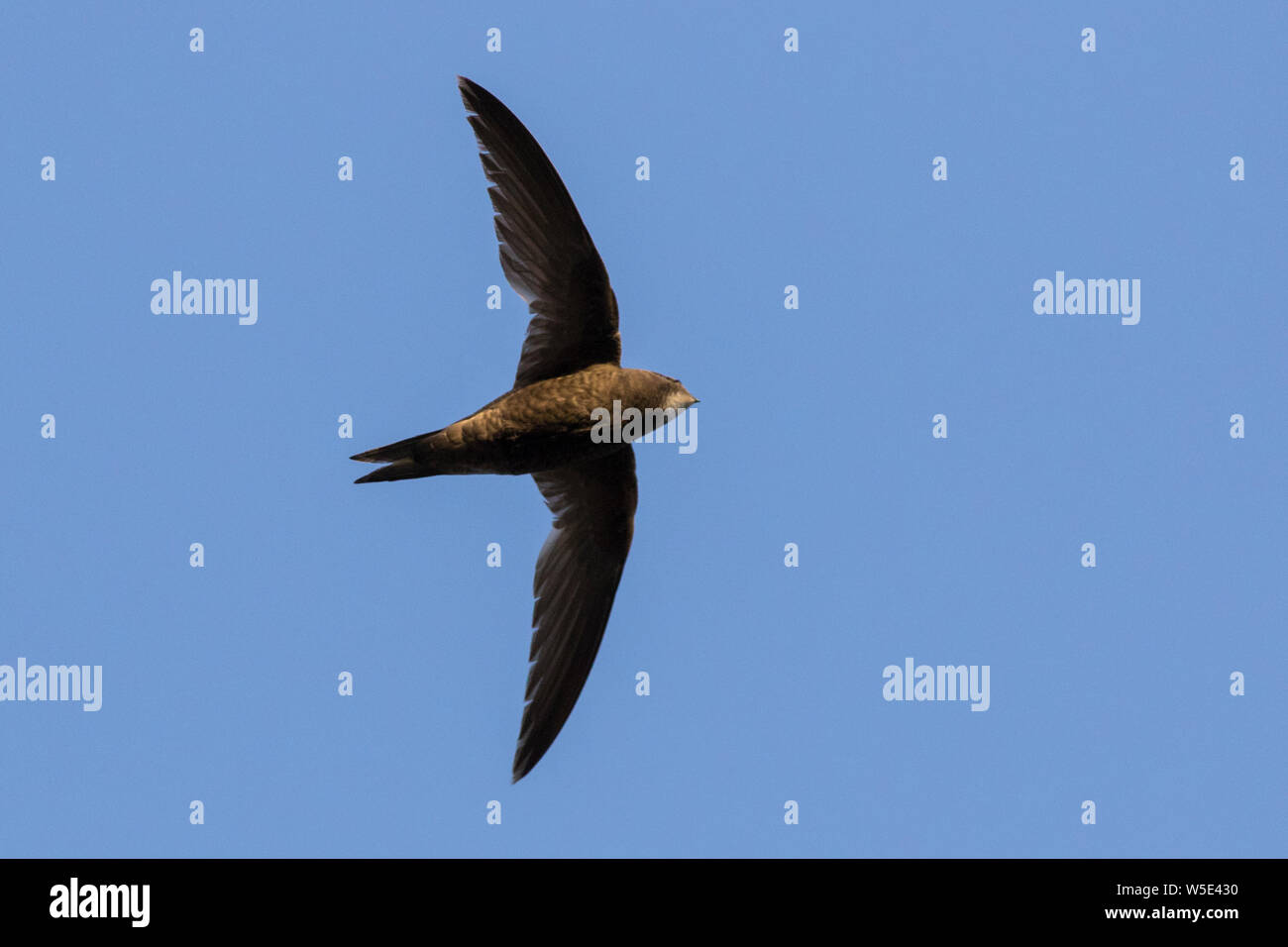 common-swift-apus-apus-in-flight-stock-photo-alamy