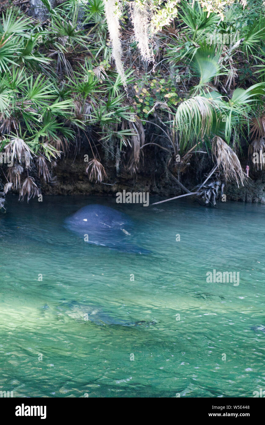 Manatees, Blue Springs State Park, Florida Stock Photo - Alamy