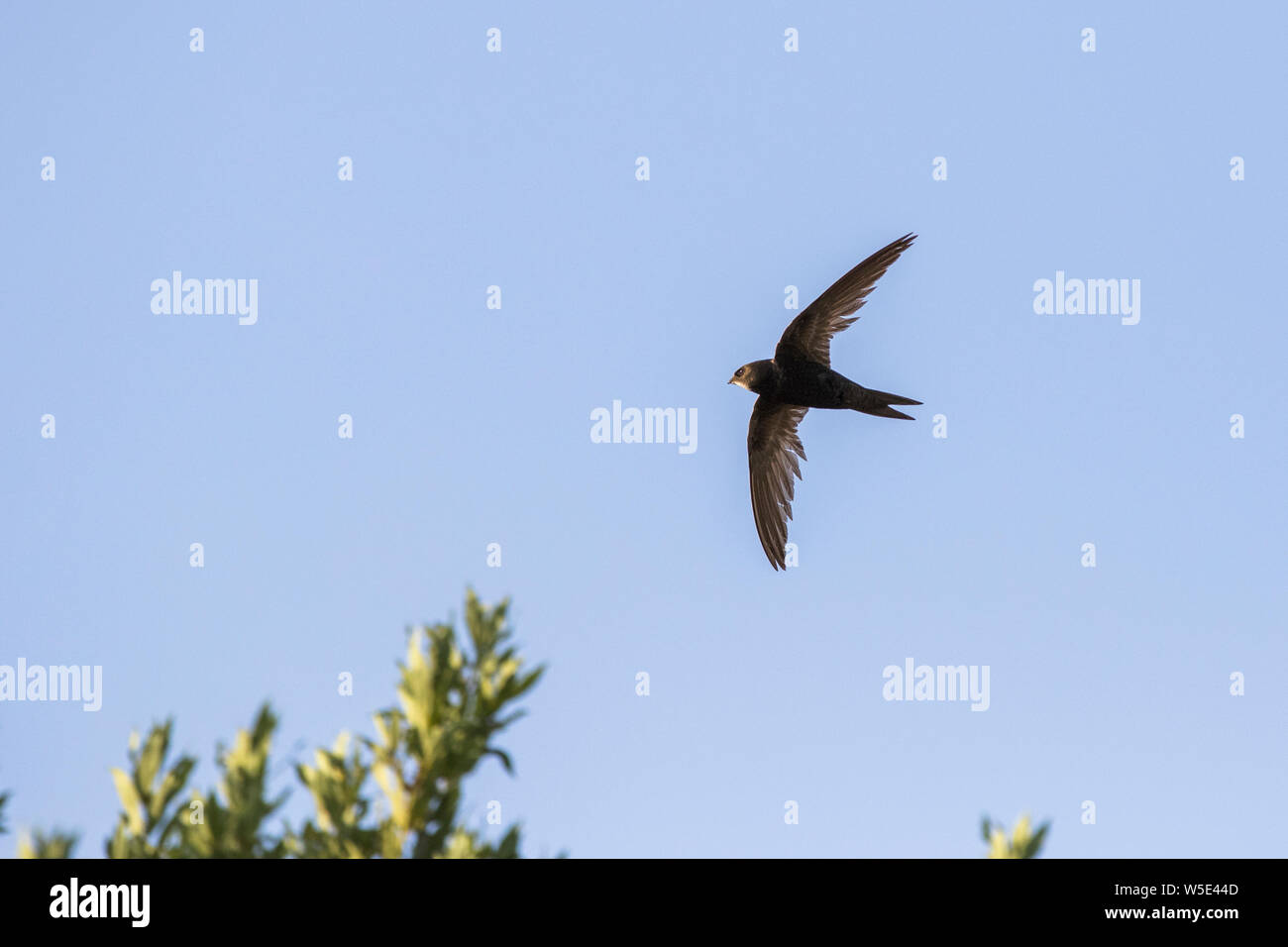 common swift (Apus apus) in flight Stock Photo - Alamy